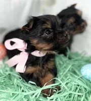 Akc Baby Girl, a female Yorkshire Terrier for sale in Portales, NM – Photo 1 of 10