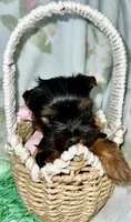 Akc Baby Girl, a female Yorkshire Terrier for sale in Portales, NM – Photo 10 of 10