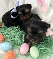 Akc Baby Girl, a female Yorkshire Terrier for sale in Portales, NM – Photo 7 of 10