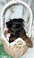 Akc Baby Girl, a female Yorkshire Terrier for sale in Portales, NM – Photo 9 of 10