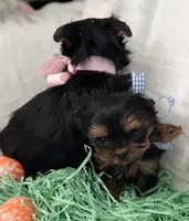 Akc Baby Girl, a female Yorkshire Terrier for sale in Portales, NM – Photo 2 of 10