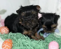 Akc Baby Girl, a female Yorkshire Terrier for sale in Portales, NM – Photo 3 of 10