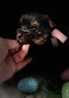 Akc Baby Girl, a female Yorkshire Terrier for sale in Portales, NM – Photo 8 of 10