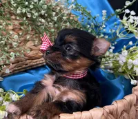 Reggie Akc traditional , a male Yorkshire Terrier for sale in Portales, NM – 7 of 10