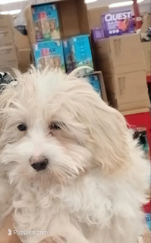 Marshmallow , a male Maltipoo for sale in Durham, NC – Photo 1 of 1