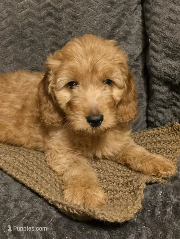 Brownie – Miniature Goldendoodle puppy for sale in Griffin, GA