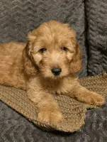 Brownie, a male Miniature Goldendoodle for sale in Griffin, GA – Photo 1 of 2