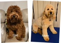 Brownie, a male Miniature Goldendoodle for sale in Griffin, GA – Photo 2 of 2