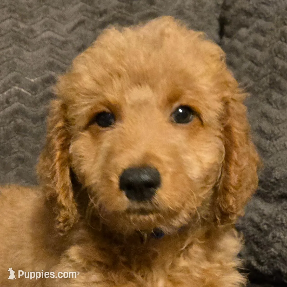 Bluey  – Miniature Goldendoodle puppy for sale in Griffin, GA