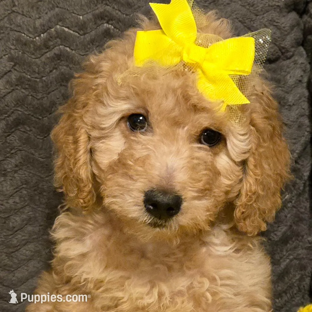 Sunshine – Miniature Goldendoodle puppy for sale in Griffin, GA