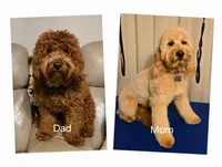 Sunshine, a female Miniature Goldendoodle for sale in Griffin, GA – Photo 2 of 2