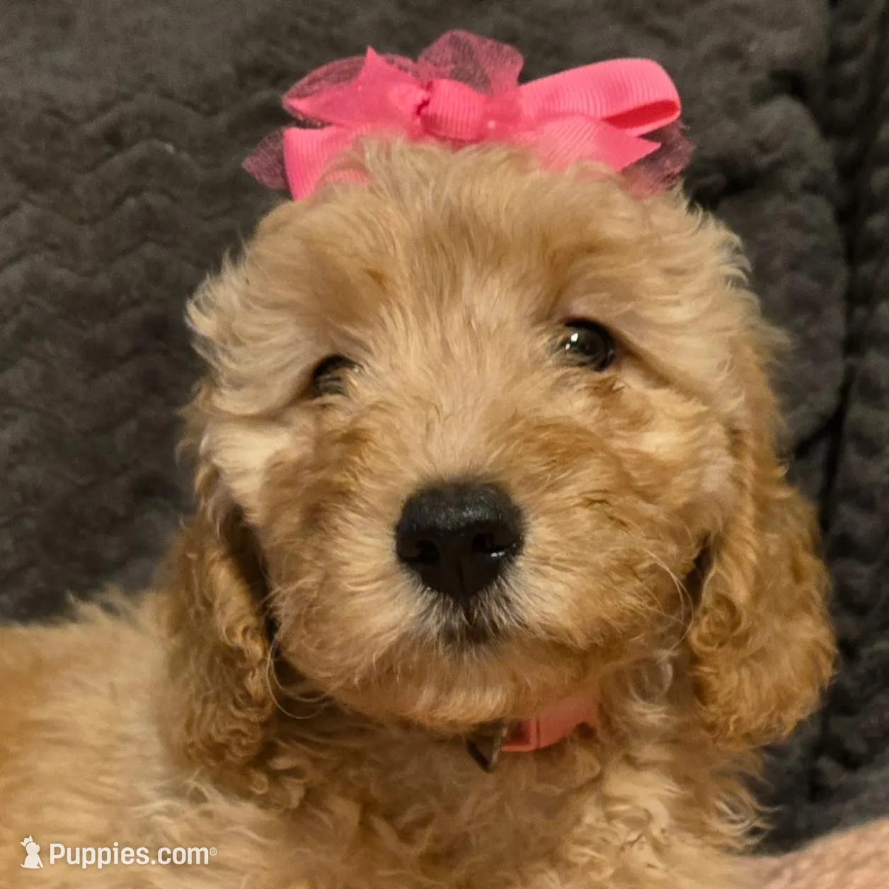Princess – Miniature Goldendoodle puppy for sale in Griffin, GA