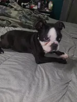 Girl 2, a female Boston Terrier for sale in Ethelsville, AL – 4 of 5