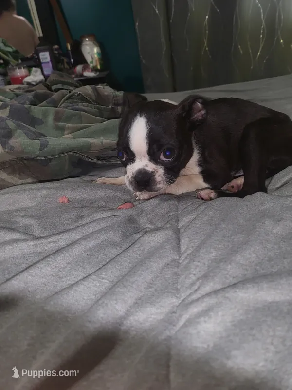 Girl 1 – Boston Terrier puppy for sale in Ethelsville, AL