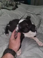 Girl 3, a female Boston Terrier for sale in Ethelsville, AL – 3 of 4