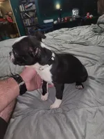 Girl 2, a female Boston Terrier for sale in Ethelsville, AL – 2 of 5