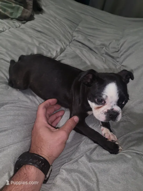 Girl 2 – Boston Terrier puppy for sale in Ethelsville, AL