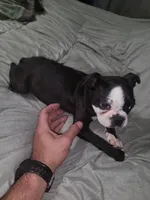 Girl 2, a female Boston Terrier for sale in Ethelsville, AL – 1 of 5