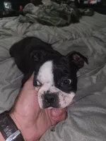 Girl 2, a female Boston Terrier for sale in Ethelsville, AL – 3 of 5