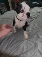Boy , a male Boston Terrier for sale in Ethelsville, AL – 3 of 3