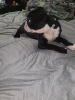 Girl 2, a female Boston Terrier for sale in Ethelsville, AL – 5 of 5