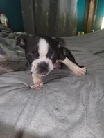 Girl 1, a female Boston Terrier for sale in Ethelsville, AL – 4 of 4
