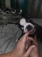 Girl 3, a female Boston Terrier for sale in Ethelsville, AL – 2 of 4
