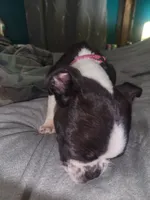 Girl 1, a female Boston Terrier for sale in Ethelsville, AL – 2 of 4
