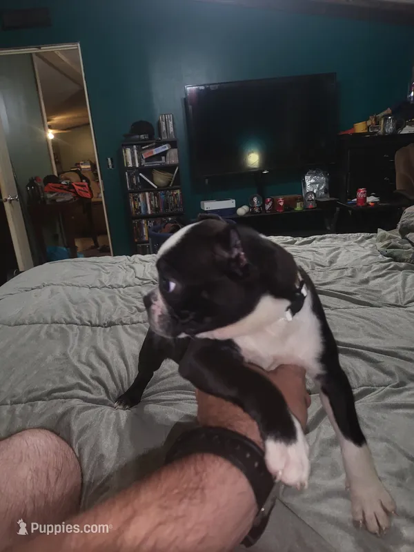 Girl 3 – Boston Terrier puppy for sale in Ethelsville, AL