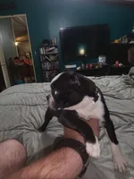 Girl 3, a female Boston Terrier for sale in Ethelsville, AL – 1 of 4