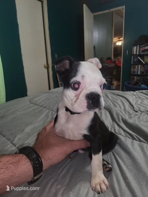 Boy  – Boston Terrier puppy for sale in Ethelsville, AL