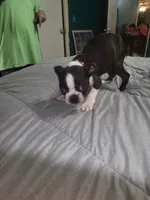Girl 1, a female Boston Terrier for sale in Ethelsville, AL – 3 of 4