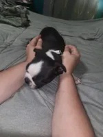 Girl 3, a female Boston Terrier for sale in Ethelsville, AL – 4 of 4