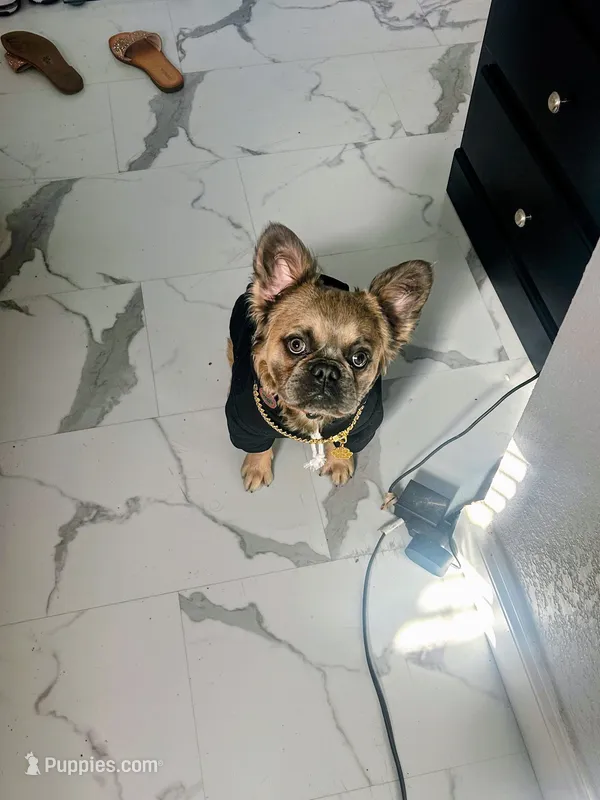 Romeo  – French Bulldog puppy for sale in Palm Harbor, FL