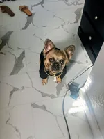 Romeo , a male French Bulldog for sale in Palm Harbor, FL – 3 of 4
