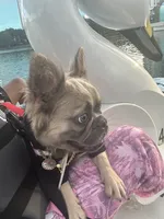 Romeo , a male French Bulldog for sale in Palm Harbor, FL – 2 of 4