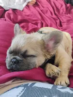 Romeo , a male French Bulldog for sale in Palm Harbor, FL – 4 of 4