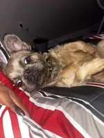 Romeo , a male French Bulldog for sale in Palm Harbor, FL – 1 of 4