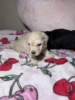 Wednesday, a male Maltipoo for sale in Katy, TX – Photo 1 of 3