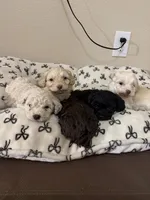 Wednesday, a male Maltipoo for sale in Katy, TX – Photo 3 of 3