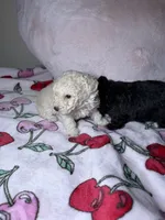 Wednesday, a male Maltipoo for sale in Katy, TX – Photo 2 of 3