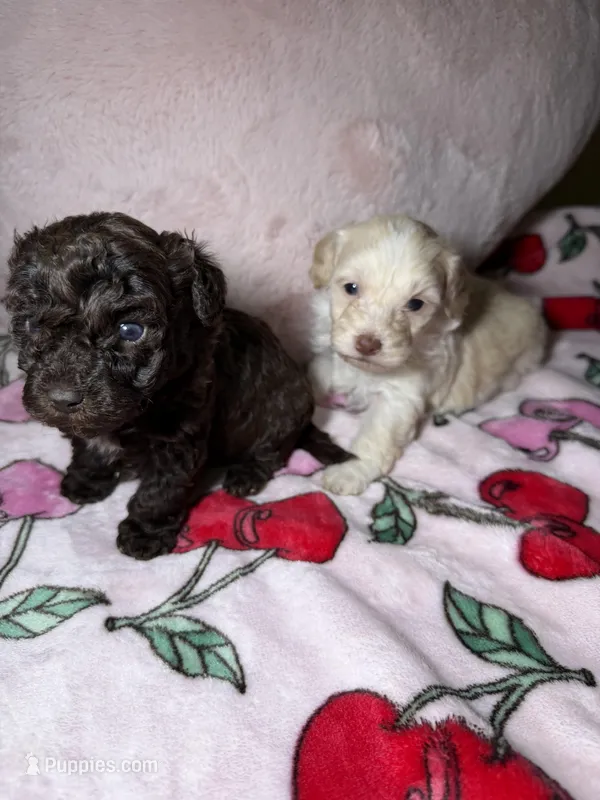 Tuesday – Maltipoo puppy for sale in Katy, TX