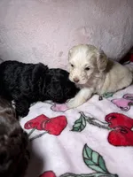 Tuesday, a male Maltipoo for sale in Katy, TX – Photo 3 of 3