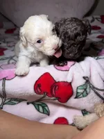 Tuesday, a male Maltipoo for sale in Katy, TX – Photo 2 of 3