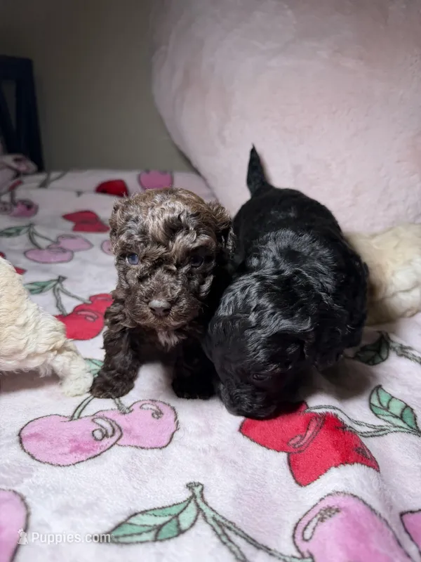 Thursday – Maltipoo puppy for sale in Katy, TX