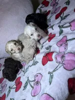 Monday, a male Maltipoo for sale in Katy, TX – Photo 2 of 2