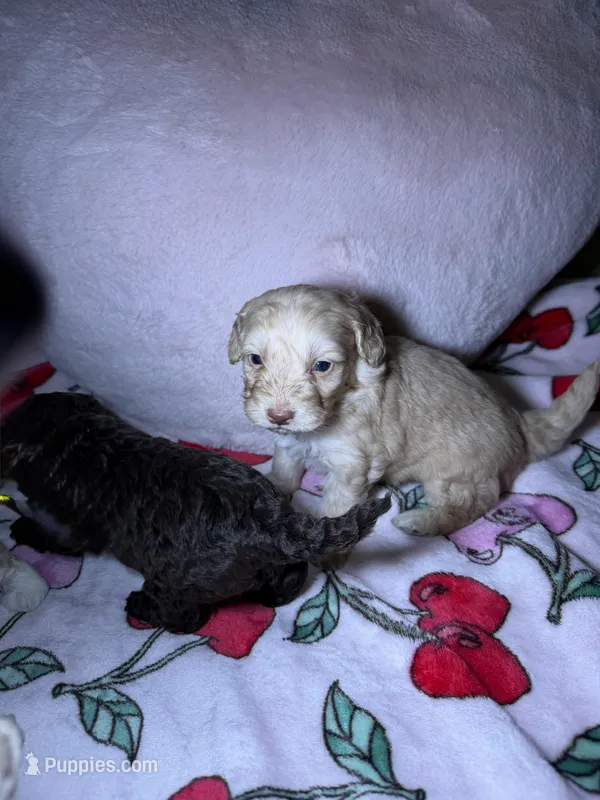 Monday – Maltipoo puppy for sale in Katy, TX