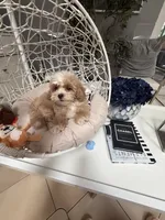 Buster , a male Shihpoo for sale in Tampa, FL – 3 of 3