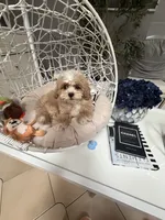 Buster , a male Shihpoo for sale in Tampa, FL – 2 of 3