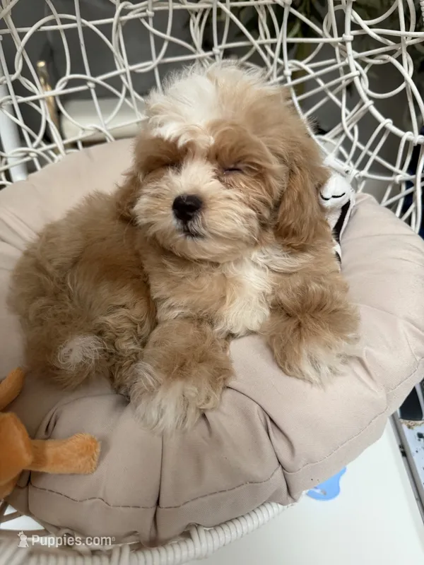 Buster  – Shihpoo puppy for sale in Tampa, FL